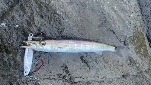 カマスの釣果