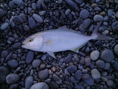 シオの釣果
