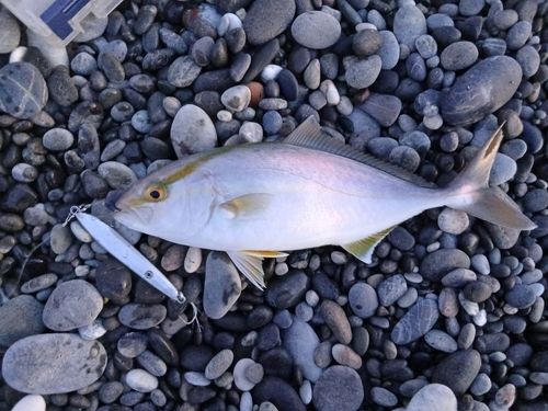 シオの釣果