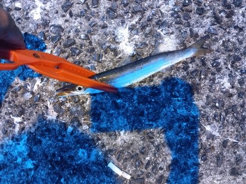 カマスの釣果
