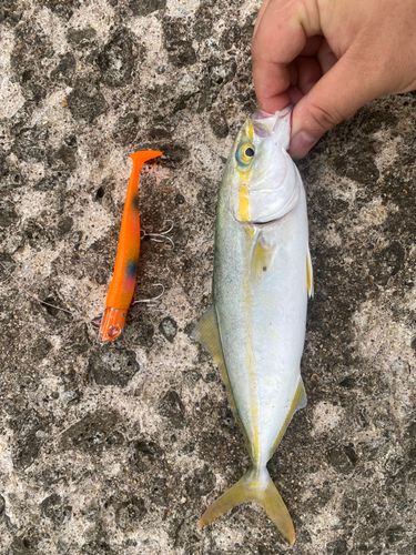 ワカシの釣果