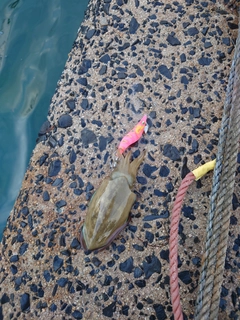 コウイカの釣果