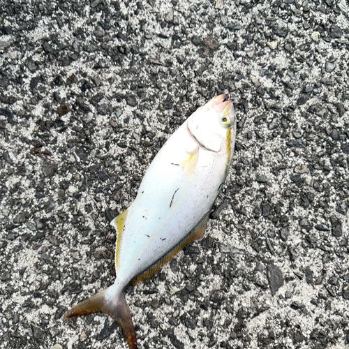 ネリゴの釣果