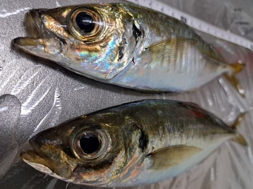 マアジの釣果