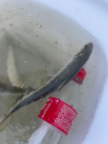 コノシロの釣果