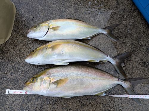 ショゴの釣果