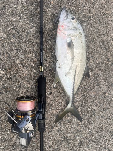 ギンガメアジの釣果