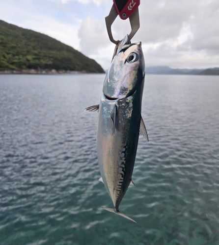 メジカの釣果