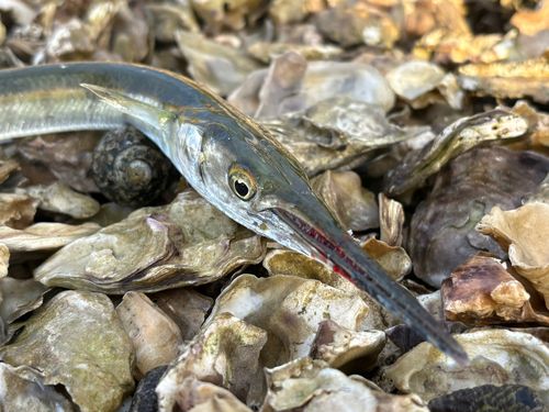 ダツの釣果