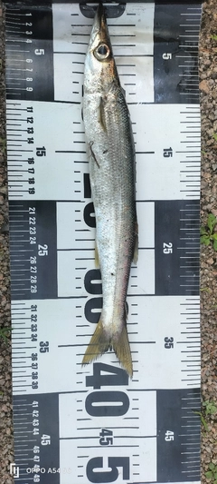 カマスの釣果