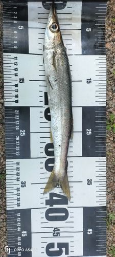 カマスの釣果