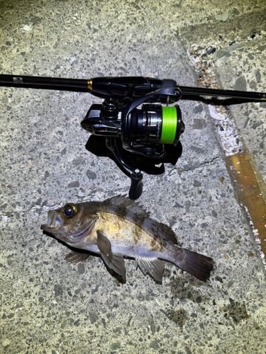 メバルの釣果