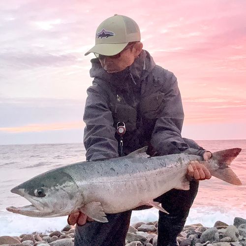 サケの釣果