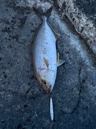 ショゴの釣果