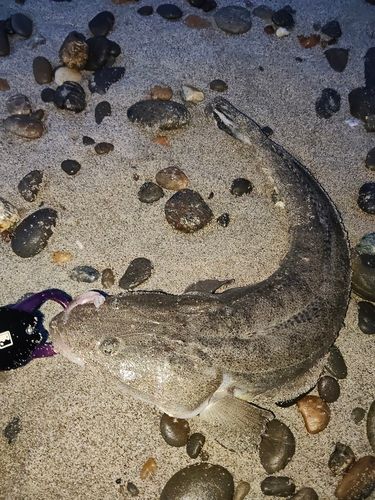 マゴチの釣果