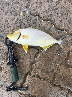 ショゴの釣果