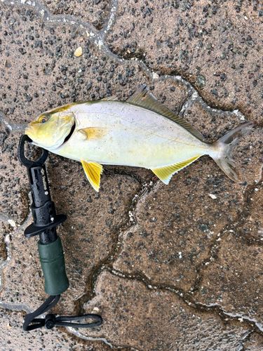 ショゴの釣果