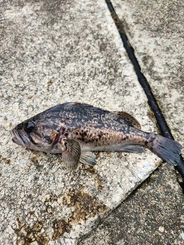 クロソイの釣果