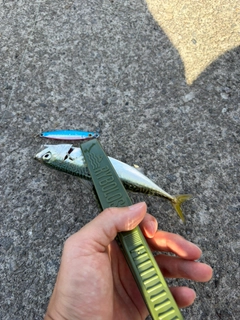 サバの釣果