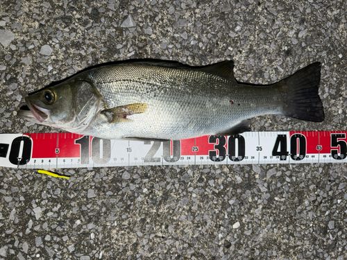 ヒラスズキの釣果