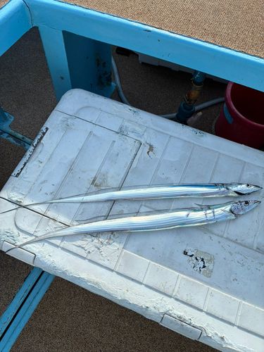 タチウオの釣果