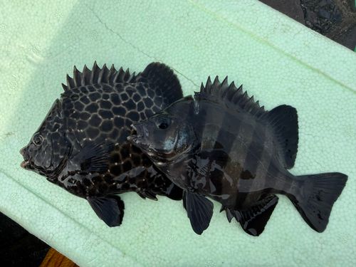 イシダイの釣果