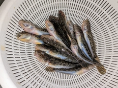 マハゼの釣果