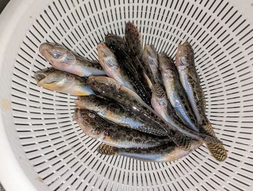 マハゼの釣果