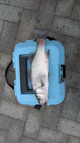 セイゴ（ヒラスズキ）の釣果