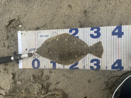 ソゲの釣果