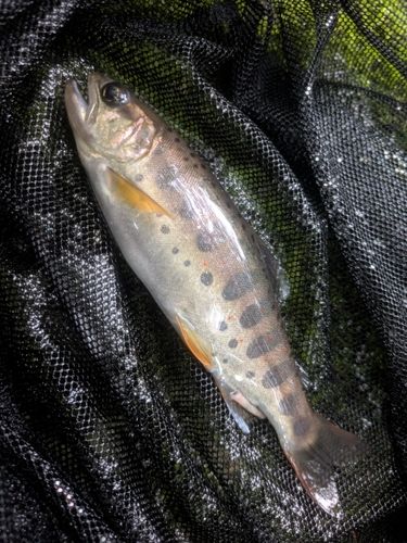 アマゴの釣果