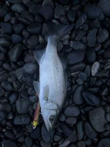 セイゴ（ヒラスズキ）の釣果
