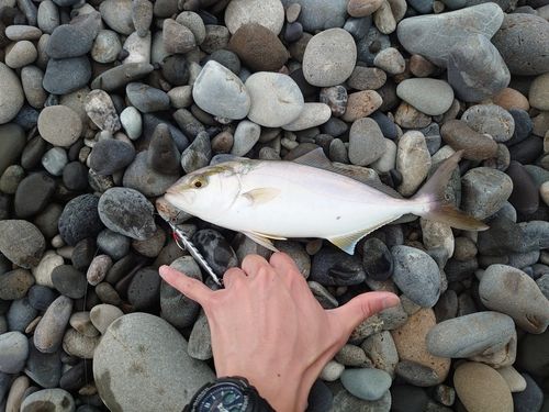 シオの釣果