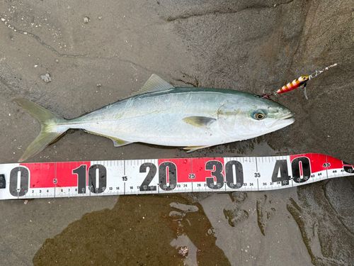 イナダの釣果