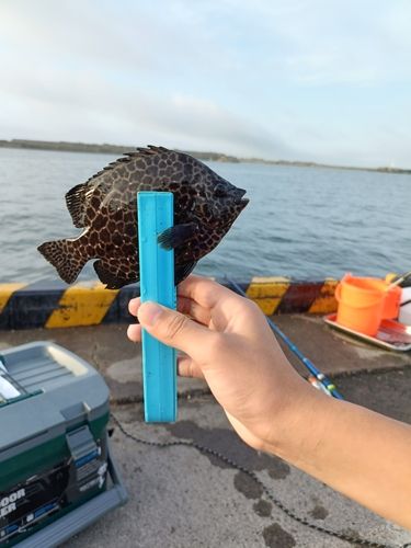 イシガキダイの釣果