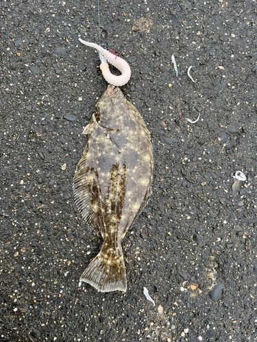 ソゲの釣果