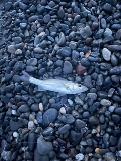 セイゴ（ヒラスズキ）の釣果