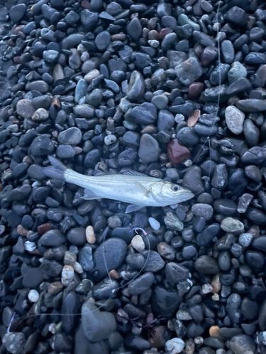 セイゴ（ヒラスズキ）の釣果