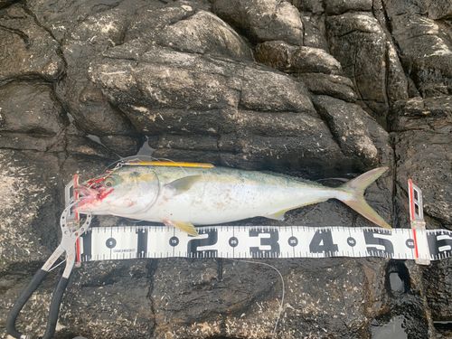 イナダの釣果