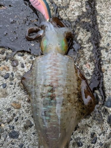 アオリイカの釣果