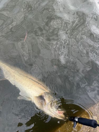 シーバスの釣果