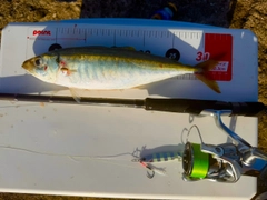マアジの釣果
