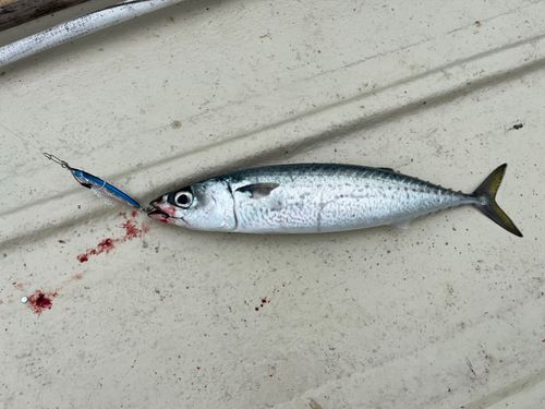 ゴマサバの釣果