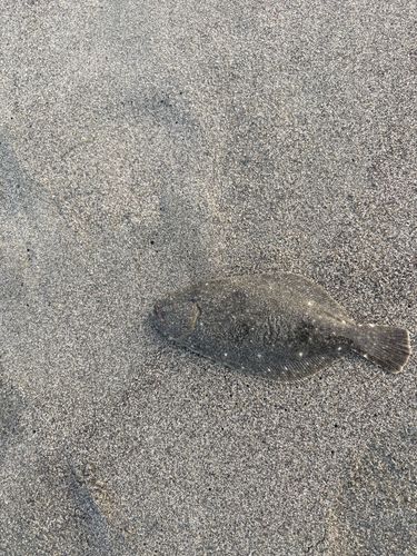 シタビラメの釣果