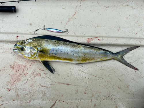 シイラの釣果