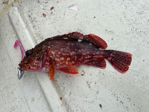 カサゴの釣果