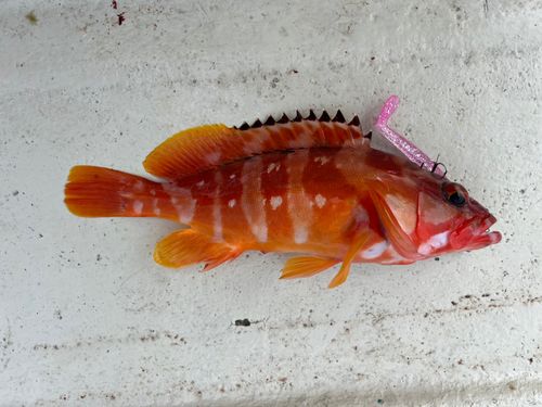 アカハタの釣果