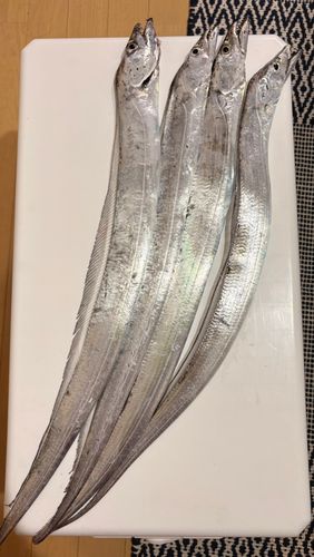 タチウオの釣果
