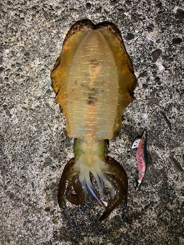 アオリイカの釣果