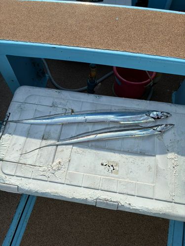 タチウオの釣果
